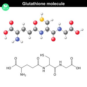 whey protein benefits - glutathione production