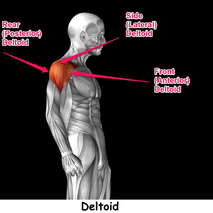 Deltoid Muscle Exercises
